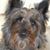 Carol Knauer's profile image