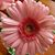 Mary Luetkemeyer Cahen's profile image