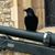 Roy Richard's profile image