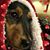 Debra L. Lundin Breseman's profile image