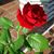 Diana Walker's profile image