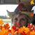 Elaine Beaman's profile image