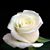 Brandy Scott's profile image