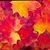 Gail Barbiers Smith's profile image