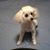 Carole Bowen's profile image