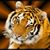 Rocky Matrazzo's profile image
