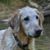 Sara Skydog's profile image