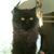 Nicole Goldy Nelson's profile image