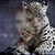 Cindy Wilde Meeks's profile image