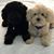 Kathy Bezemes Walstrom's profile image