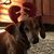 Debbie Hatfield Crow's profile image