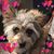 Erlinda Baez-Felices's profile image