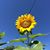 Maria Cisneros Walker's profile image