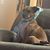 Tyson LaRocque's profile image