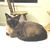 Rosemary Palmer Hall's profile image