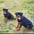Tamirrah Davis Cox's profile image