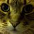 Pooky Bear's profile image