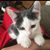 Lisa White Haddon's profile image