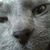 Resa Silha's profile image