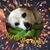 Leslie Didier-Paquin's profile image