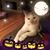 Donna Arruda's profile image
