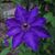 Frances D. Miller's profile image