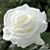 Deloris Chapman Quinn's profile image