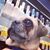 Mark Serey's profile image