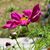 Laurel Przybylski's profile image