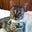 Missy H's profile image