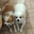 Sylvia Simmons's profile image