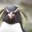 Matthew Hermanson's profile image