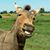 Ryan Ealy's profile image