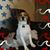 Michael Comeau's profile image