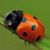 Julia Peplinski's profile image