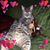 May Chee's profile image