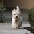 Teresa Whittman's profile image