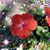 Janet Gypsy White Fingerle's profile image