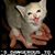 Fuzzball's profile image