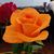 Marjan Brazier's profile image