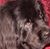Deirdre DeVito's profile image