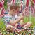 Jan Collins Abbett's profile image