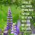 Debbie Boulware's profile image