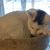 Brenda Carriere's profile image