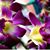 Lyndsie Denise's profile image