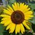 Dawn Helmke Cory's profile image