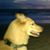 Mark Hanrahan's profile image