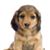 Richard Chaffins's profile image