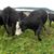 Phyllis Meiller's profile image