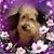 Karen Campbell Lins's profile image
